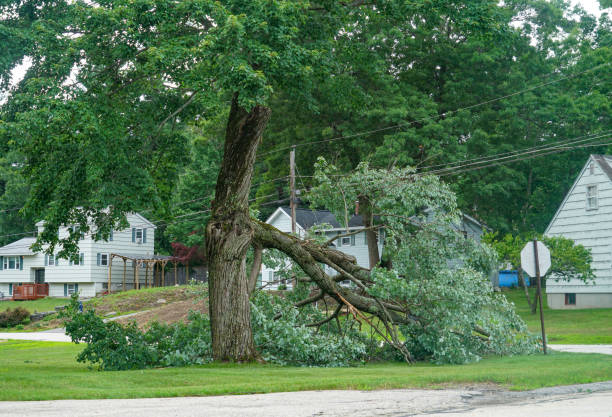 Tree and Shrub Care in Greendale, WI
