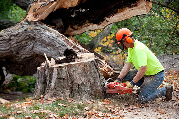 Greendale, WI Tree Services Company