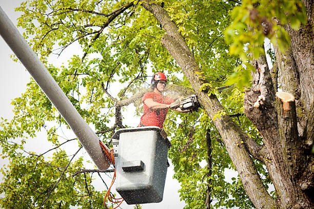 How Our Tree Care Process Works  in  Greendale, WI